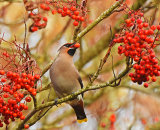 Waxwing & Rowans