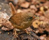Wren with Wasp