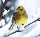 Yellowhammer
