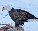 Bald Eagle on Roadkill