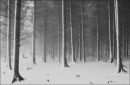 Blizzard