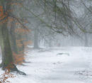 Caddam Woods