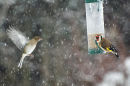 Chaffinch & Goldfinch