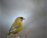 Greenfinch