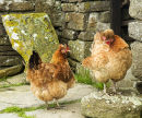 Orkney Hens