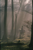 In Caddam Wood