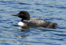 N American Loon