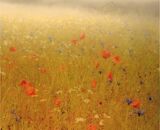 A Misty Monet Morning
