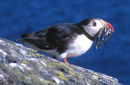 Puffin with Sandeels