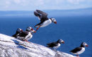 Puffins