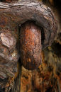 Rust