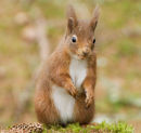Red Squirrel