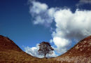 Sycamore Gap