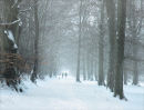Winter Walk, Caddam Wood