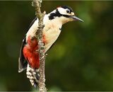 G S Woodpecker