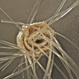 Studiowork: exploring the body