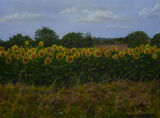 The Sunflower Field