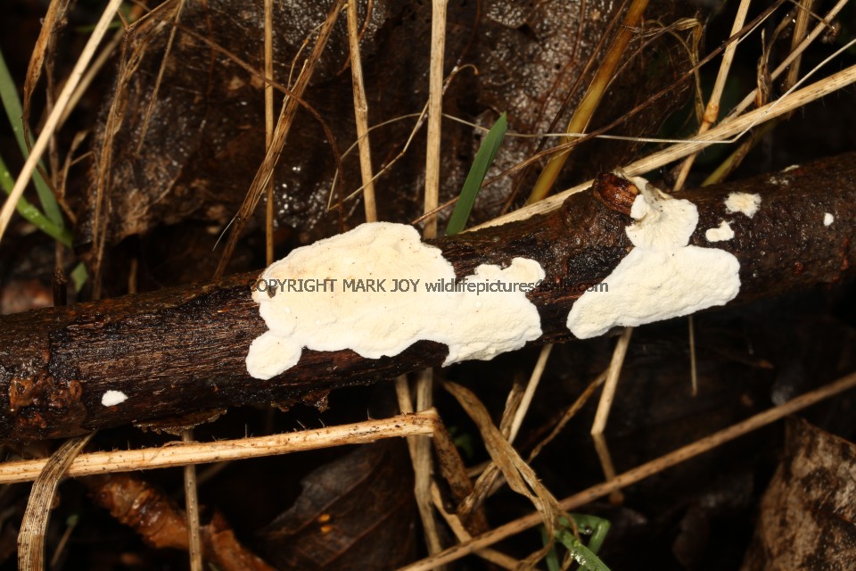 Byssomerulius corium Netted Crust fungus Sculthorpe Moor 22.2.2017