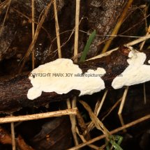 Byssomerulius corium Netted Crust fungus Sculthorpe Moor 22.2.2017