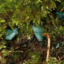 Chlorociboria aeruginascens Green Elf Cup or Green Stain (2)