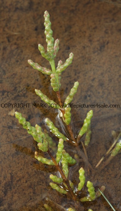 Common Glasswort or Marsh Samohire or Poor Man's Asparagus (Salicornia europaea)