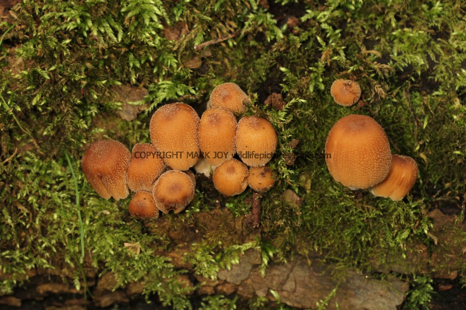 Coprinellus micaceus Glistening Inkcap Cranwich Pits 18.2.2017 (1)