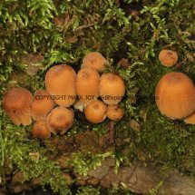 Coprinellus micaceus Glistening Inkcap  Cranwich Pits 18.2.2017 (1)