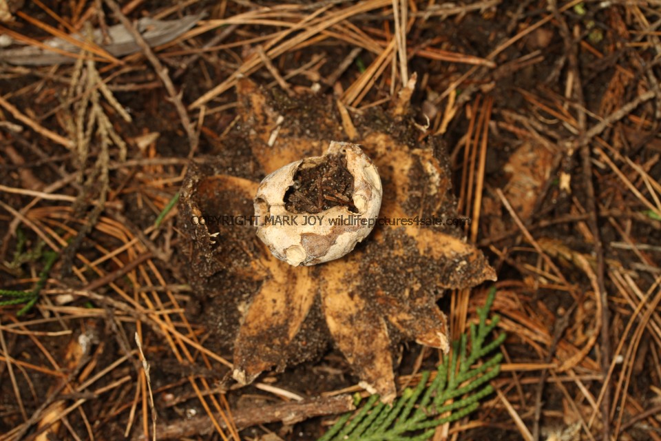 Geastrum coronatum Crowned Earthstar Lynford Arboretum 7.3.17 (17)