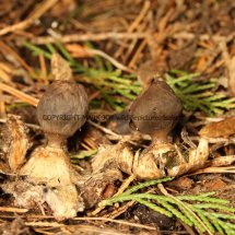 Geastrum coronatum Crowned Earthstar Lynford Arboretum 7.3.17 (1)