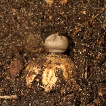 Geastrum coronatum Crowned Earthstar Lynford Arboretum 7.3.17 (16)