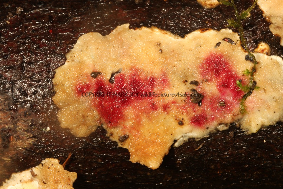 Hypomyces rosellus on underside of Stereum subtomentosum Yellowing Curtain Crust fungus Alwalton 11.2.2017 (1)