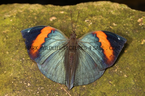 Indian Leaf or Orange Oakleaf or Dead Leaf (Kallima inachus) (2)