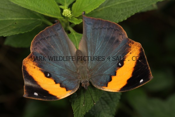 Indian Leaf or Orange Oakleaf or Dead Leaf (Kallima inachus) (4)