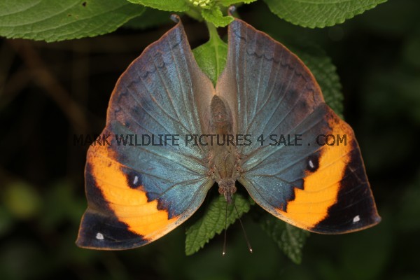 Indian Leaf or Orange Oakleaf or Dead Leaf (Kallima inachus) (7)