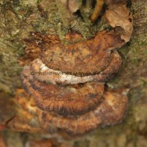 Inonotus radiatus Mensularia radiata Alder Bracket Sculthorpe Moor 22.2.2017 (1)