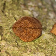 Inonotus radiatus Mensularia radiata Alder Bracket Sculthorpe Moor 22.2.2017 (2)