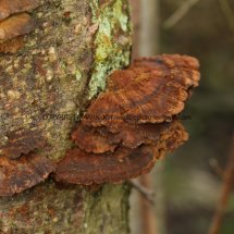 Inonotus radiatus Mensularia radiata Alder Bracket Sculthorpe Moor 22.2.2017 (3)