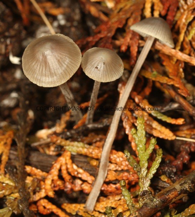 Mycena sp. Nitrous Bonnet M. leptocephala or Iodine Bonnet M. filopes (1)