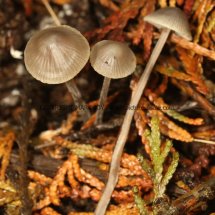 Mycena sp. Nitrous Bonnet M. leptocephala or Iodine Bonnet M. filopes (1)