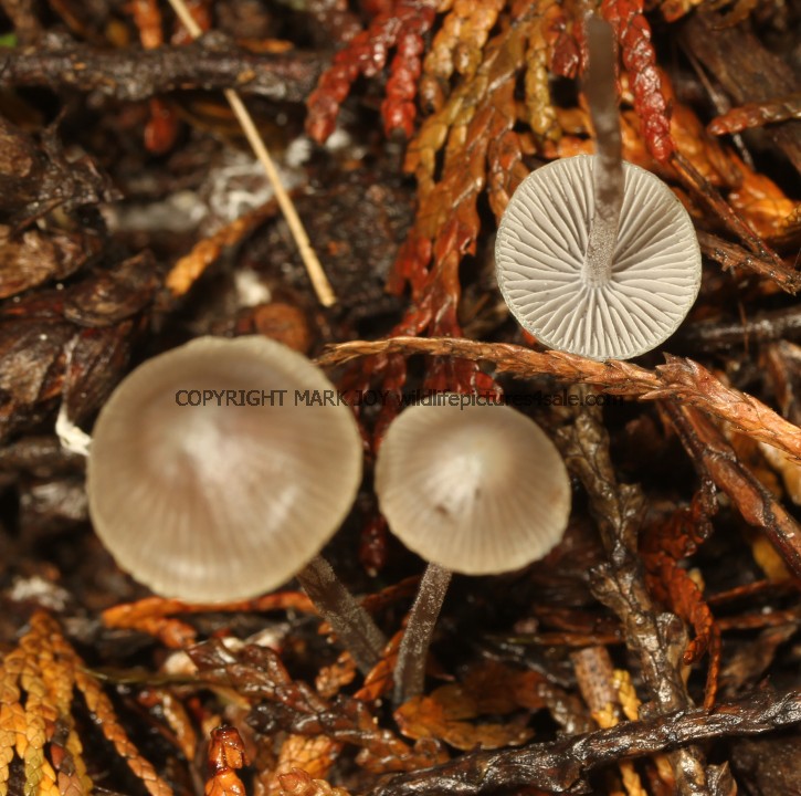 Mycena sp. Nitrous Bonnet M. leptocephala or Iodine Bonnet M. filopes (2)