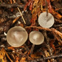 Mycena sp. Nitrous Bonnet M. leptocephala or Iodine Bonnet M. filopes (2)