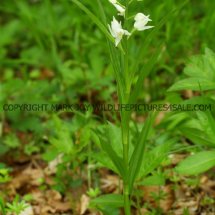 Narrow or Sword Leaved Helleborine (Cephalanthera longifolia) 11.5.17 (6)