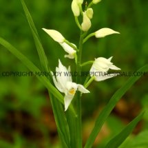 Narrow or Sword Leaved Helleborine (Cephalanthera longifolia) 11.5.17 (7)