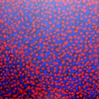 SKY OF POPPIES (NOT AVAILABLE FOR SALE)