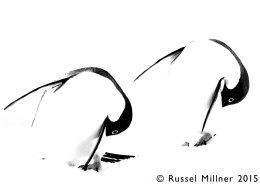 Abstract Penguins