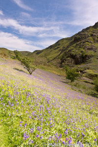 Bluebells In Bloom