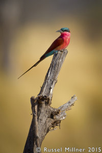 Carmine Bee Eater