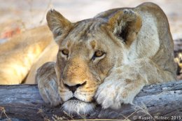 Contemplative Lion