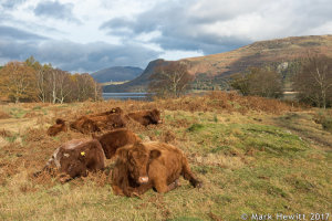 Cows At Great Bay