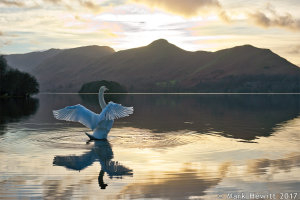 Derwentwater Swan